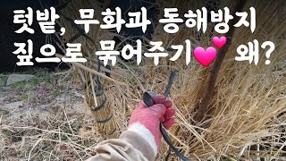 텃밭, 무화과 동해방지