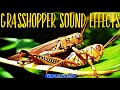 Grasshopper Sound Effects / Various Grasshoppers Insect Sample Sounds / No Copyright