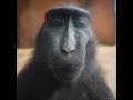 Lost Soul Slowed But Better Monkey Rizz
