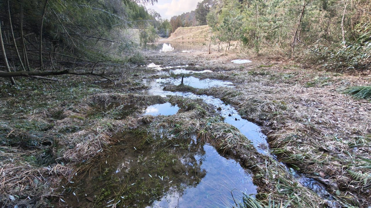昔造ったビオトープ、久々に見に行った