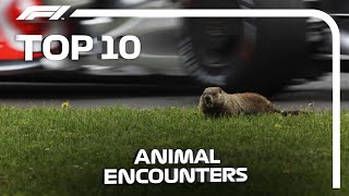 [閒聊] Top 10 Animal Encounters in F1