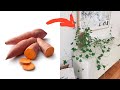 The Best 28 Sweet Potato Plant