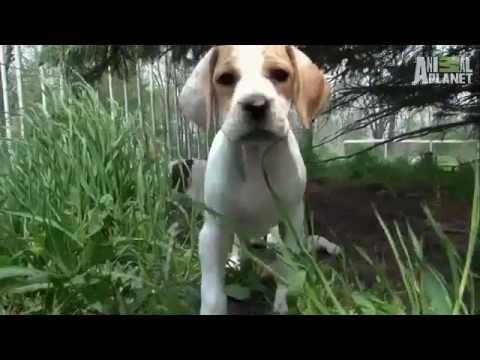 Pet4you.gr: Dogs Pointer - Γερμανικός Βραχύτριχος Δείκτης