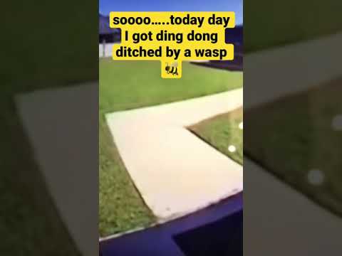 I got ding dong ditched by a wasp………..🐝