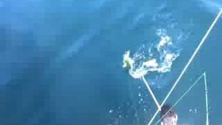 preview picture of video 'Mazatlan Mexico offshore fishing video 2 Horizan Adventures'