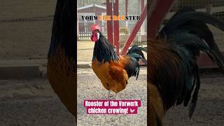 Vorwerkhahn auf der Insel Mainau kräht - rooster of the Vorwerk chicken crowing #hühner #hahn #farm