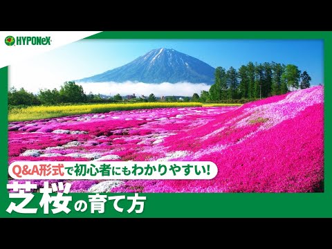 桜の木やさくらんぼに関するよくある質問...