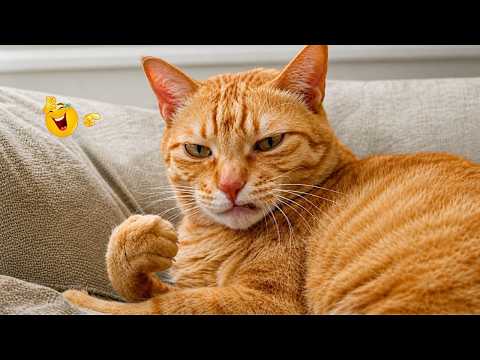Best Cat Moments 🐈 | TRY NOT TO LAUGH – FUNNY Cat FAILS Compilation 😹😂