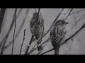 Benjamin Francis Leftwich - Stole You Away