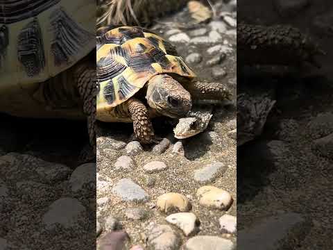 Savage tortoise eats lizard!!