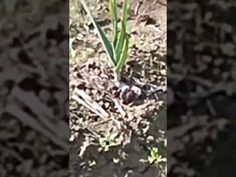 G1garlic ki maloomat PAKISTANi GARLIC 2500 Rupees 1 kg