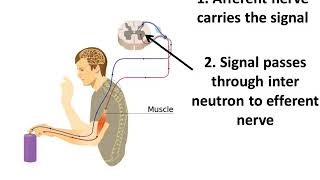 तंत्रिका तंत्र – Reflex Action - Control and coordination - Part 2 – Hindi