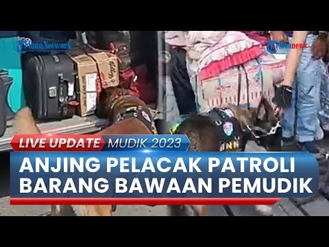 BNN Ajak 2 Anjing Pelacak "Patroli" di Terminal Kampung Rambutan, Endus Barang-barang Milik Pemudik