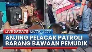 BNN Ajak 2 Anjing Pelacak "Patroli" di Terminal Kampung Rambutan, Endus Barang-barang Milik Pemudik