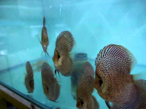 Rocketeer High body Leopard Snakeskin discus from Lucky Tropical Fish Farm