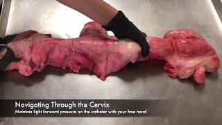Artificial Insemination of Cattle Step by Step - Mizzou Repro