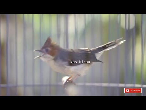 Putihmini Novyj Trend Smotret Onlajn Na Sajte Trendovi Ru