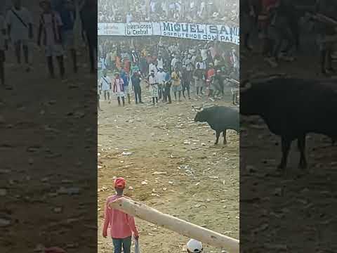 toros en clemencia Bolivar
