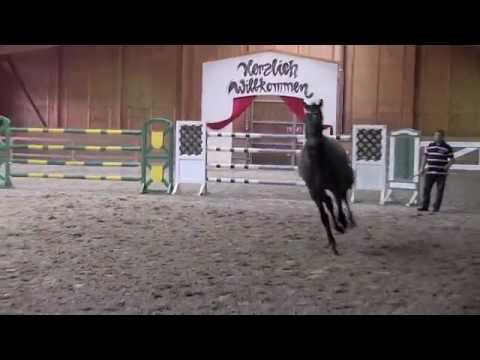 46. Junghengst v. Cormint / Corofino II