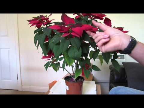 download lagu mp3 mp4 How To Look After A Poinsettia In Australia, download lagu How To Look After A Poinsettia In Australia gratis, unduh video klip How To Look After A Poinsettia In Australia