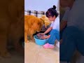 Funnydogs Cute Doglover Doglife Cure Dogshorts Pet