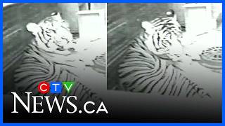 Tiger, alligator rescued from NYC apartment in 2003 | From the Archives