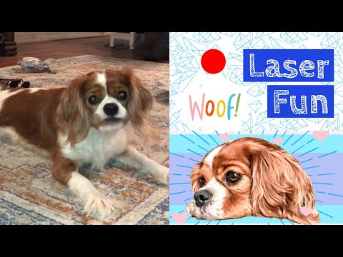 Puppy VS Laser | Dexter CaviTales | Cavalier King Charles Spaniel
