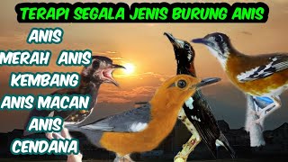 Download lagu terapi segala jenis burung anis merah,,anis kembang,,anis macan,,anis cendana mp3 Download lagu terapi segala jenis burung anis merah,,anis kembang,,anis macan,,anis cendana mp3