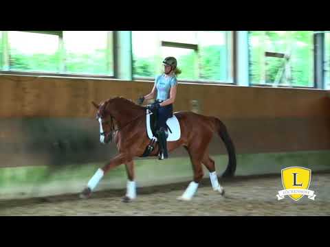 LH 2013 Stute Bretton Woods - Stedinger