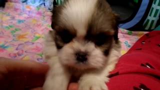 Shihpoo born on 2-7 - Chamomile Honey