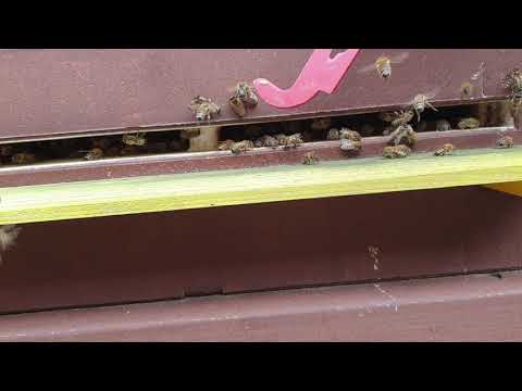 🐝Imkerei Schipper🐝 Neulich vor dem #Flugloch Folge 10