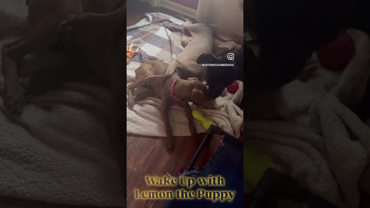 Lovey' Lemon, an adopted mixed breed in Glastonbury, CT video 6/6
