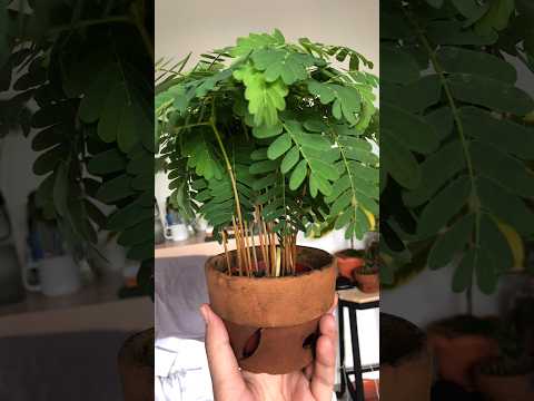 , title : 'How To grow Germinate Tamarind Seed #imli  #shorts #youtubeshorts @GardenGrafting'