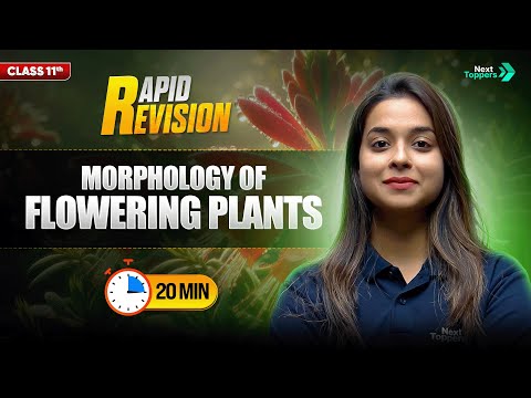 Morphology of Flowering Plants | CBSE Class 11 Biology| Full Chapter in 2️⃣0️⃣ Mins | Rapid Revision