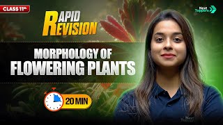 Morphology of Flowering Plants | CBSE Class 11 Biology| Full Chapter in 2️⃣0️⃣ Mins | Rapid Revision