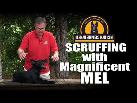 YouTube video about: Does picking up a dog by the scruff hurt?