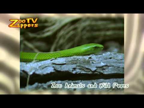 ZooZappers - Snakes - Slangen