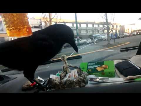 Crow fly's into van window.
