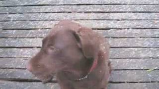 Let It Snow, Coco! ~ Jazz music by The Beegie Adair Trio