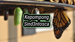 Download lagu Lirik lagu Kepompong - Sind3ntosca mp3