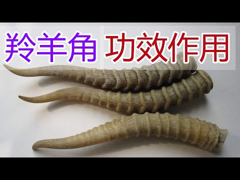 羚羊西角功效