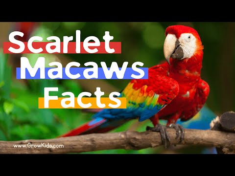 11 (New) Scarlet Macaw Facts You Didn't Know [Must Check #3]