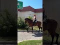 Se vende caballo p.r.e 