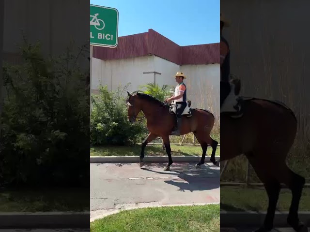 Se vende caballo p.r.e 