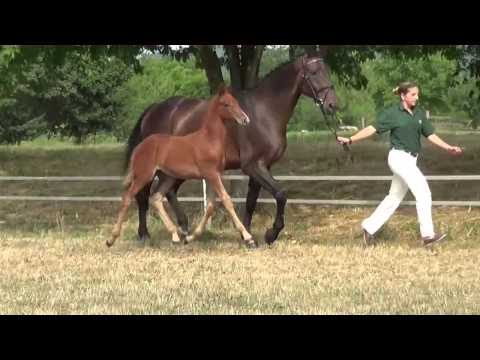 KN 01 SF v. Beckham GT - Carismo