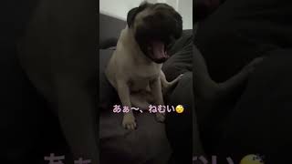 寝起きでダラダラするパグ