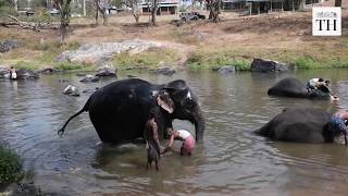 Elephant Rejunavation Camp