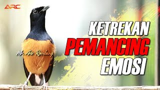 PALING JITU !! SUPER EDAN PANCINGAN EMOSI MURAI BATU PALING AMPUH BIKIN GACOR