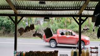 Download lagu Highlight 3:45:27 – 3:50:27 from WELCOME TO MY LS SILENT LS! HAPPY ALL SAINT'S DAY🙏 mp3