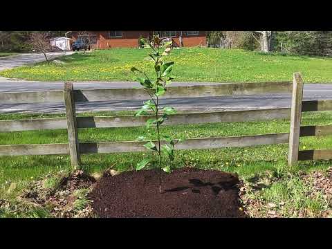 Brackens Brown Beauty Southern Magnolia in Burlington,  Ontario,  Canada USDA zone 6a